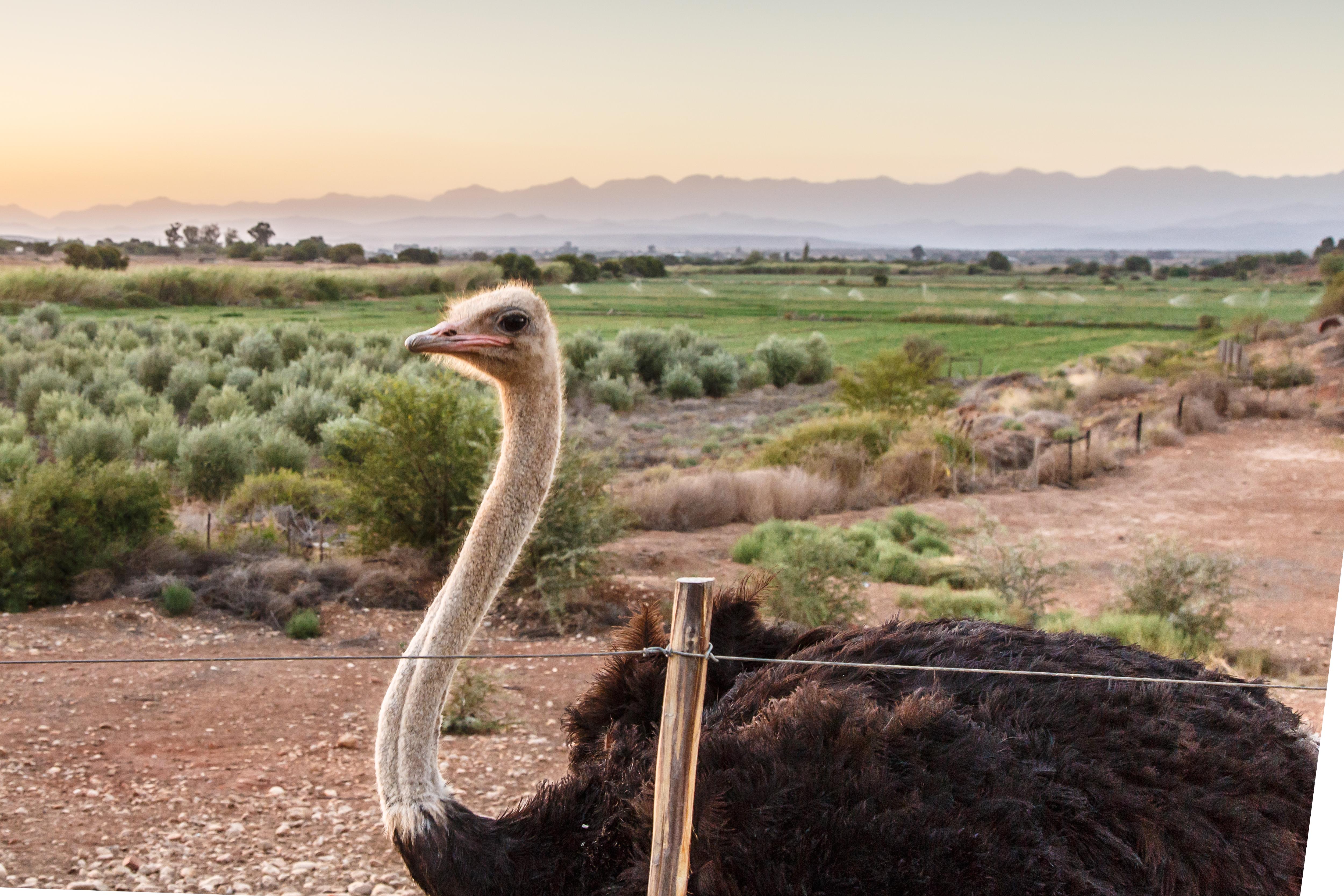 De Denne Country Guest House Oudtshoorn Buitenkant foto