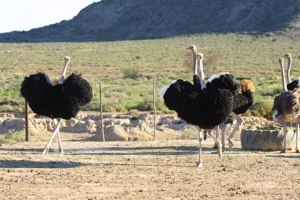 De Denne Country Guest House Oudtshoorn Buitenkant foto