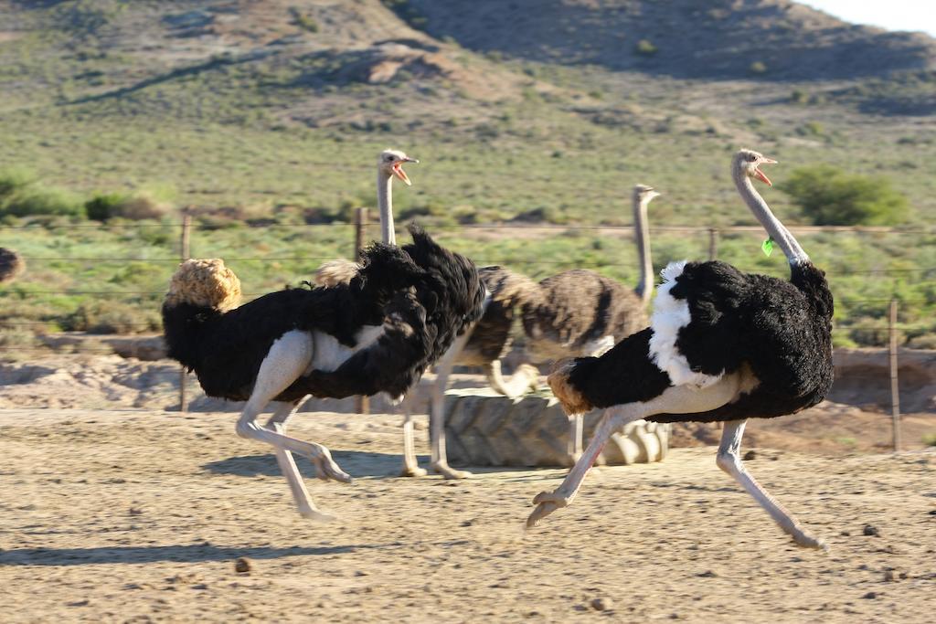 De Denne Country Guest House Oudtshoorn Buitenkant foto