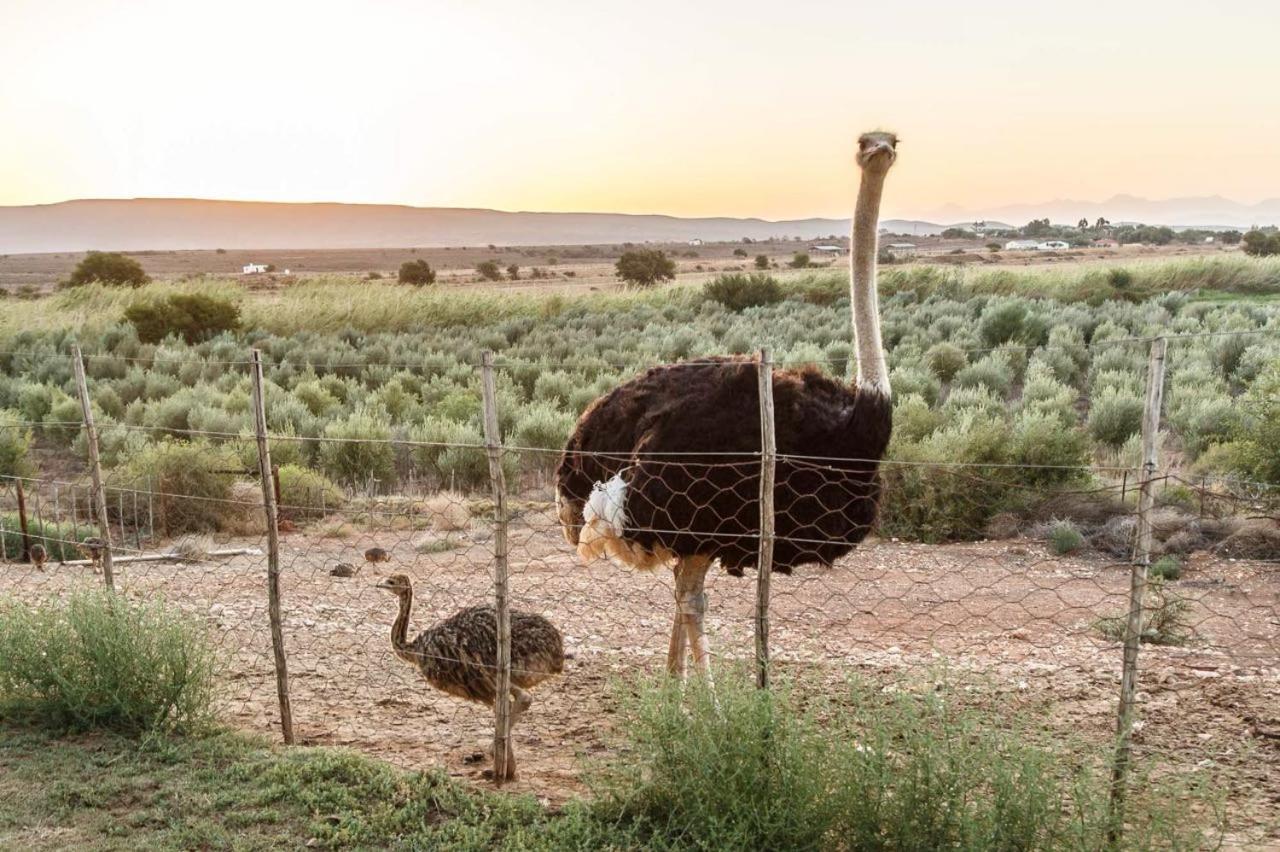 De Denne Country Guest House Oudtshoorn Buitenkant foto